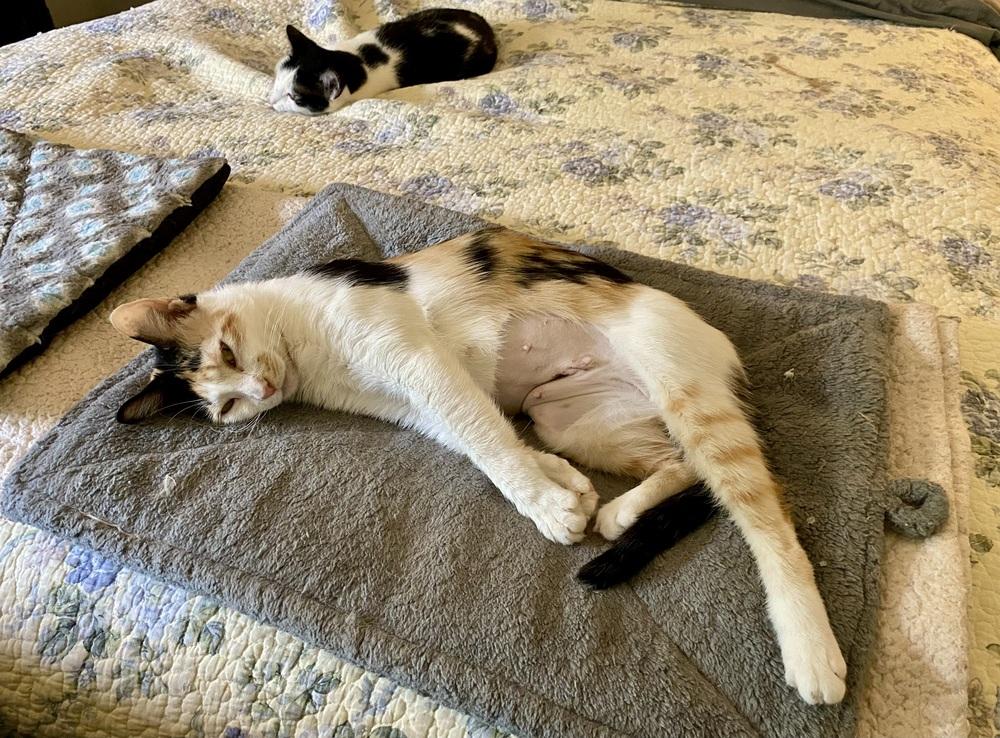 Enlarge Samantha RC, a Adoptable Domestic Short Hair in Greenville, SC image 4/6