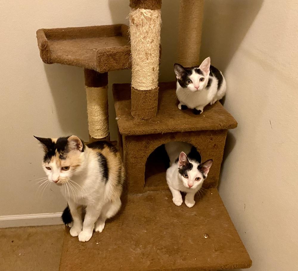 Enlarge Samantha RC, a Adoptable Domestic Short Hair in Greenville, SC image 5/6