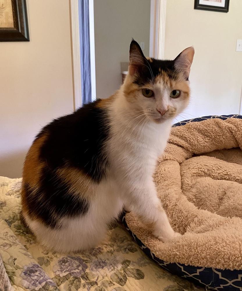 Enlarge Samantha RC, a Adoptable Domestic Short Hair in Greenville, SC image 6/6