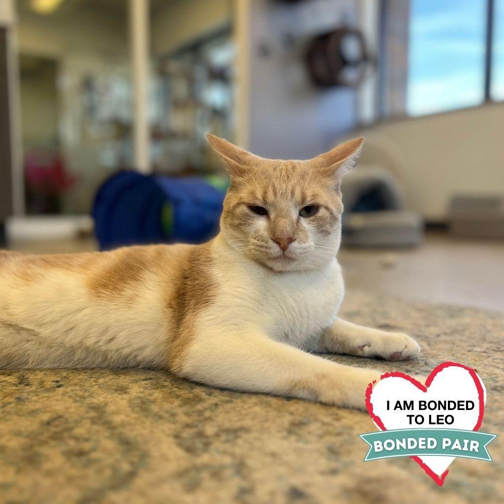 Enlarge Maverick, a Adoptable Domestic Short Hair in Wheeling, IL image 2/6