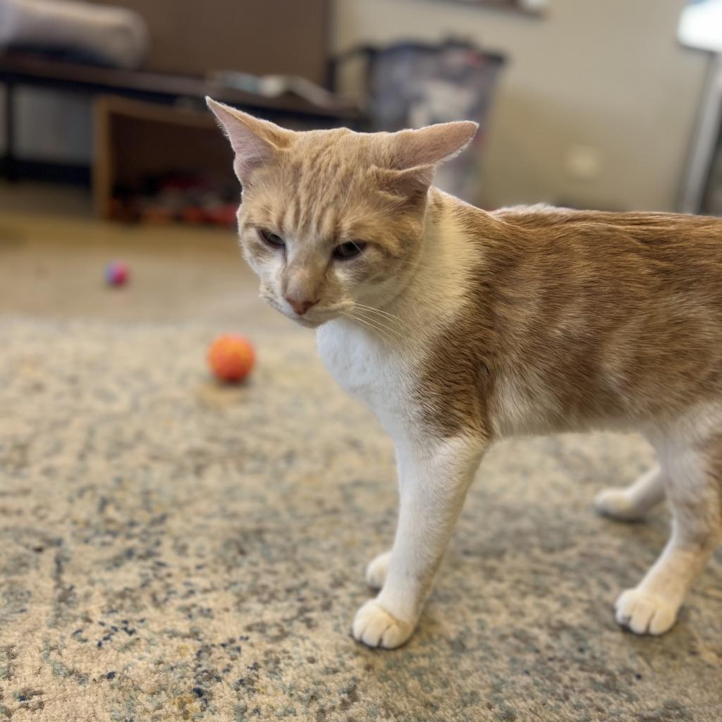 Enlarge Maverick, a Adoptable Domestic Short Hair in Wheeling, IL image 3/6