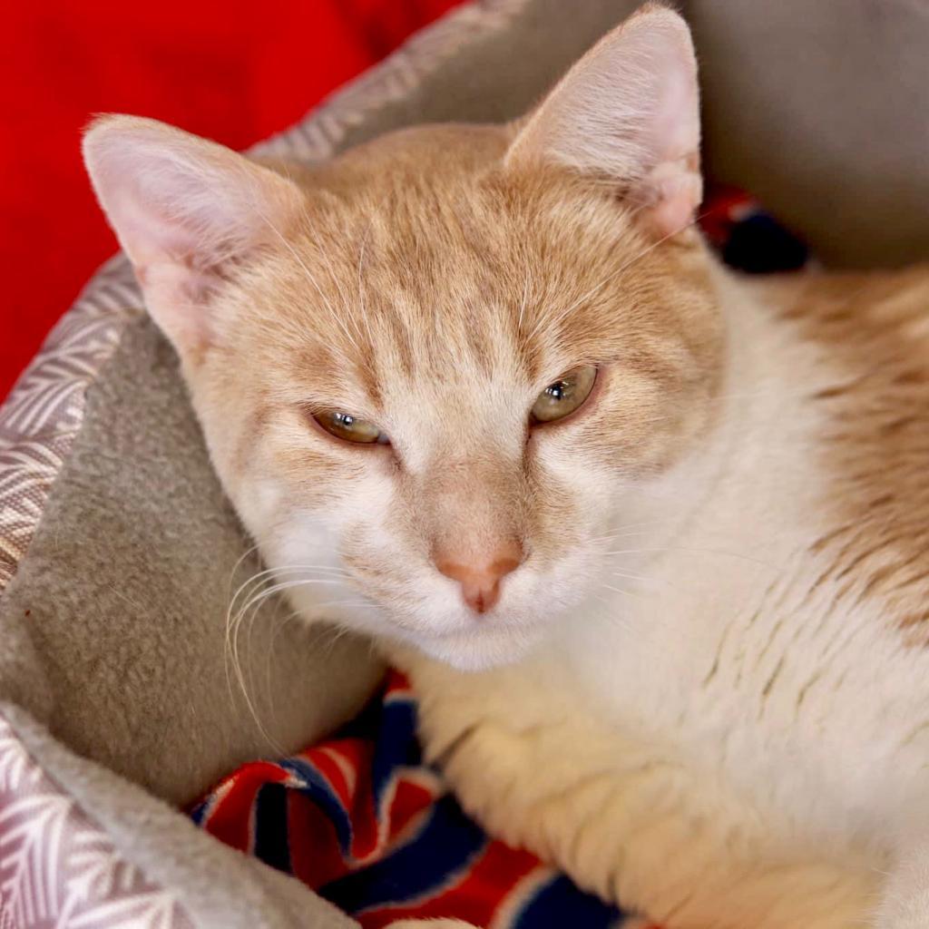 Enlarge Maverick, a Adoptable Domestic Short Hair in Wheeling, IL image 4/6