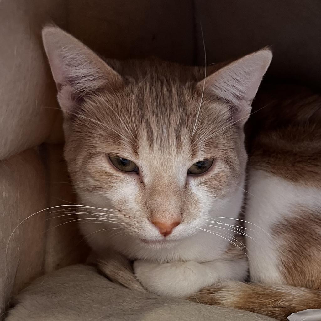 Enlarge Maverick, a Adoptable Domestic Short Hair in Wheeling, IL image 5/6