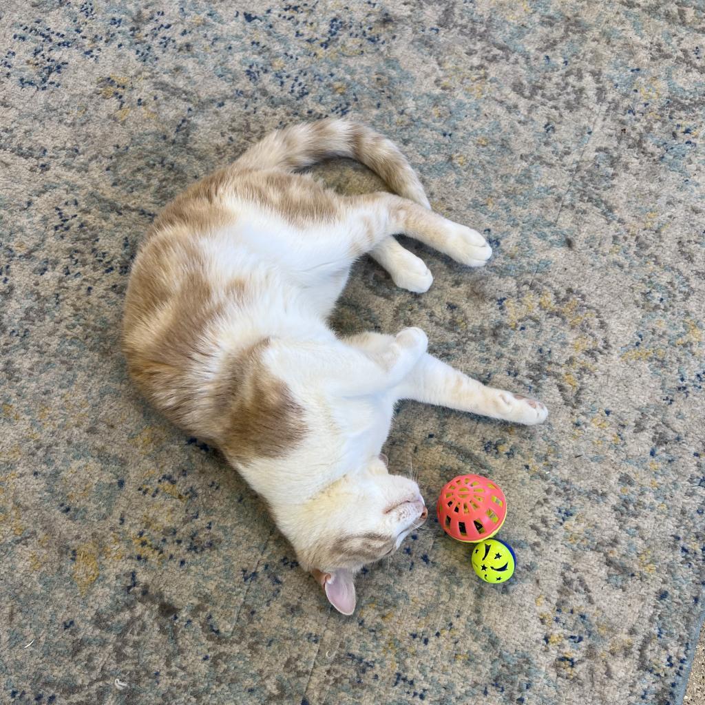 Enlarge Maverick, a Adoptable Domestic Short Hair in Wheeling, IL image 6/6