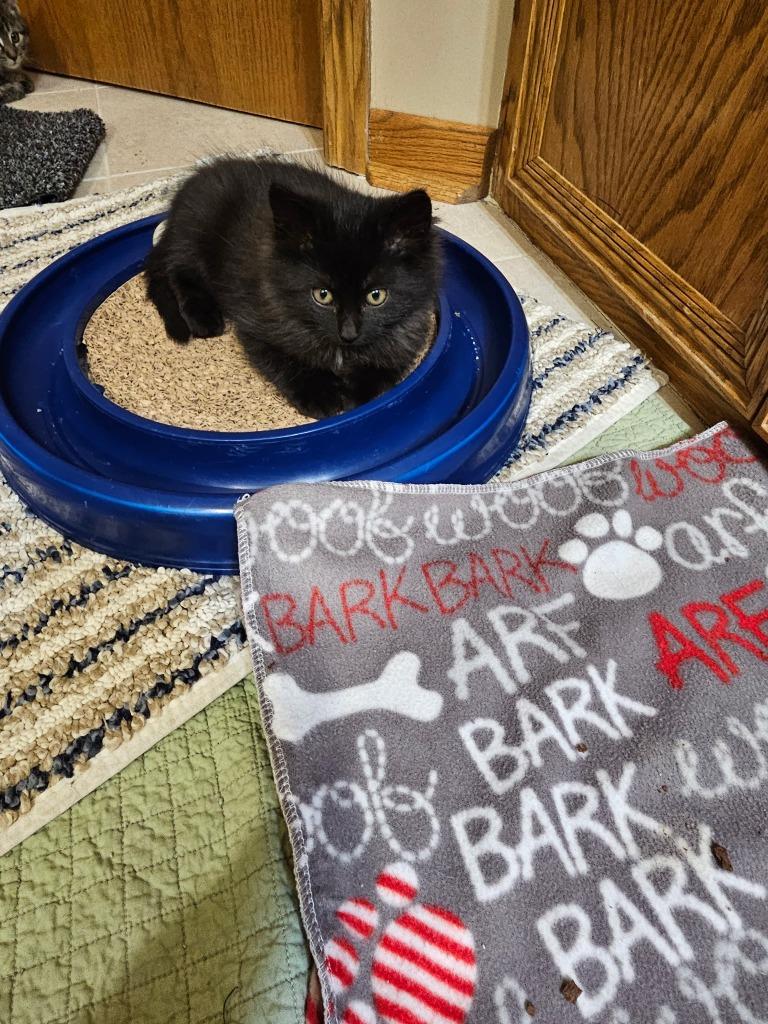 Enlarge Raven, a Adoptable mixed breed in Minnetonka, MN image 1/1