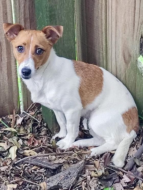 Enlarge Pearl, an adopted Jack Russell Terrier in Ladson, SC image 3/3