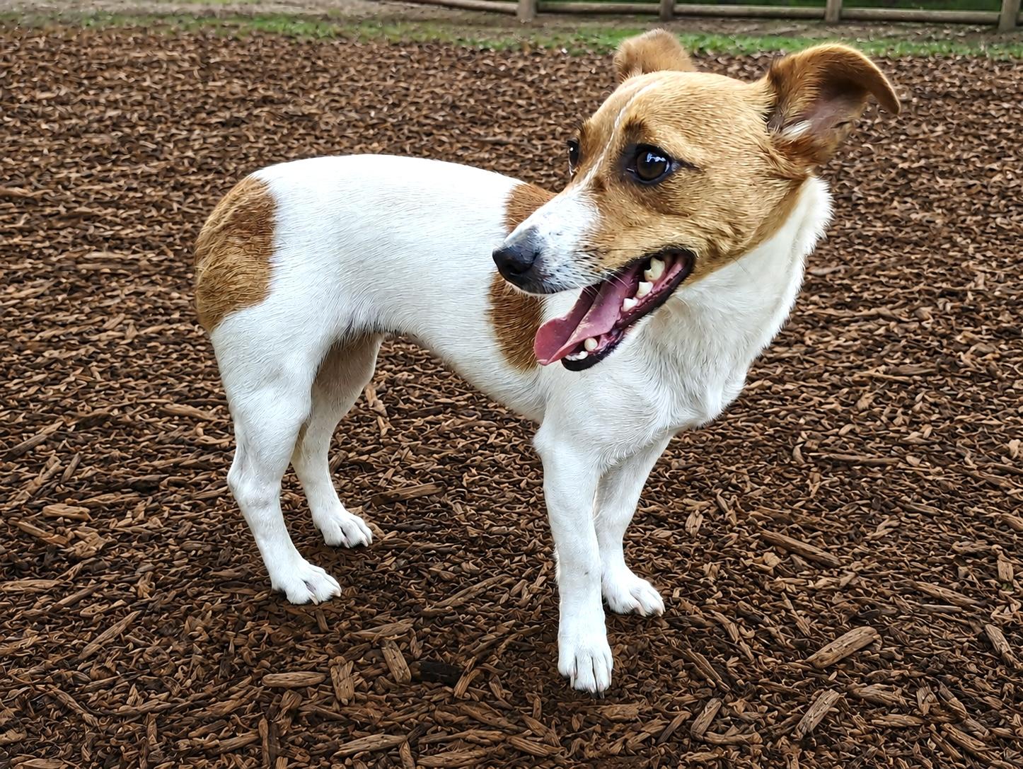 Enlarge Pearl, an adopted Jack Russell Terrier in Ladson, SC image 2/3