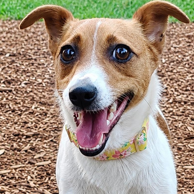 Pearl, adopted, Adult Female Jack Russell Terrier.