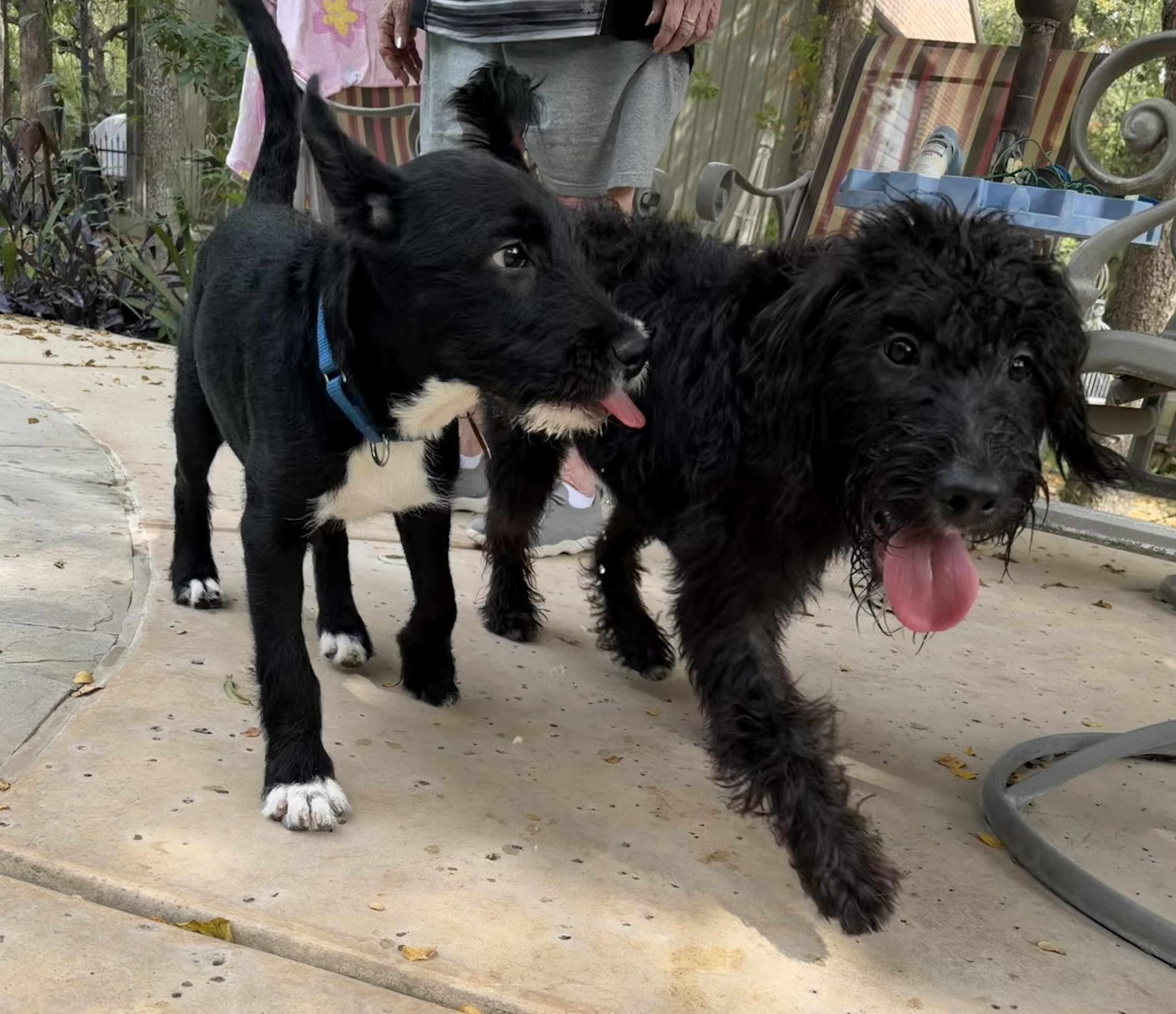 Enlarge Dolly, a Adoption Pending mixed breed in Evans City, PA image 6/6