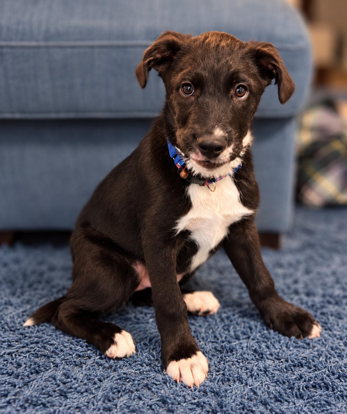 Enlarge Dolly, a Adoption Pending mixed breed in Evans City, PA image 5/6
