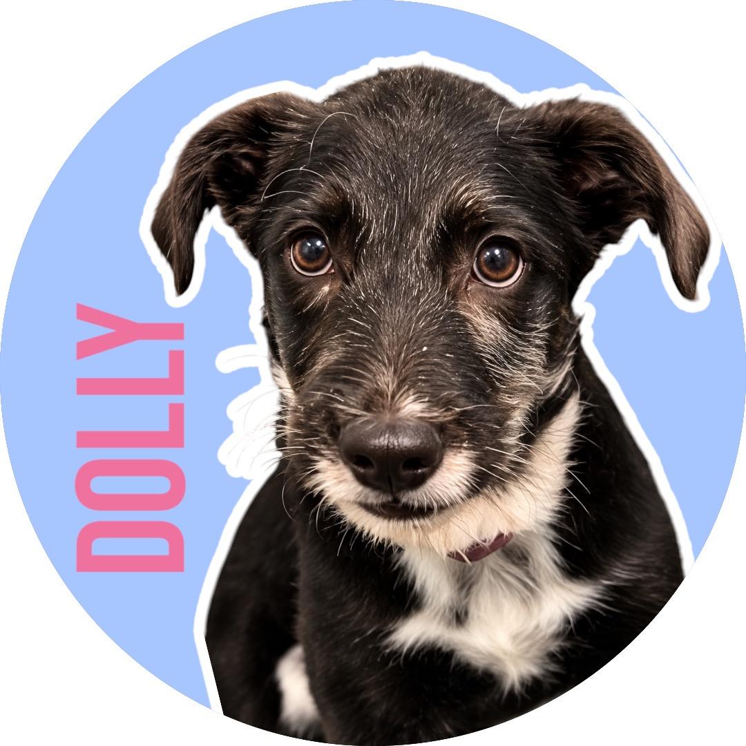 Dolly, Adoptable, Young Female Schnauzer.