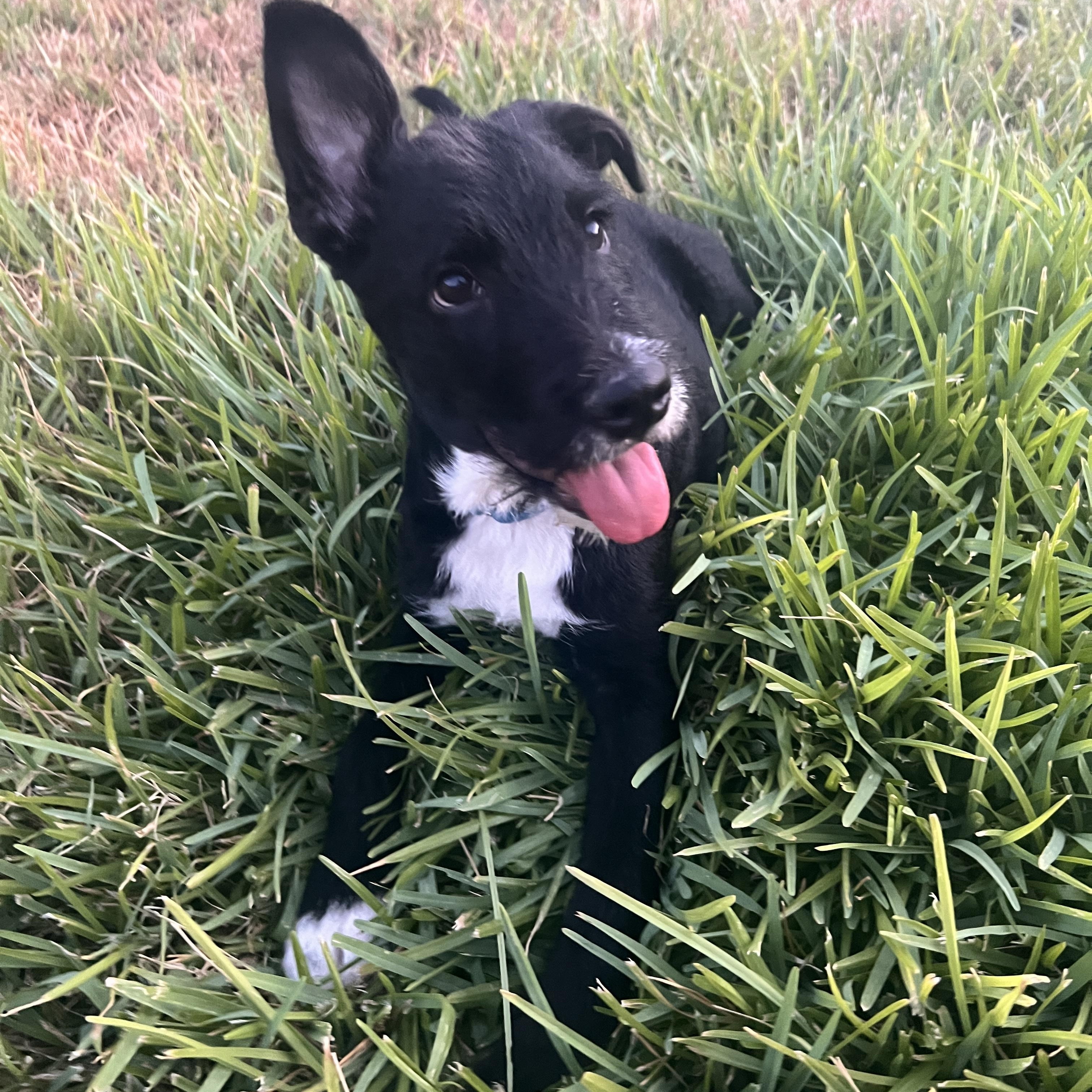 Enlarge Dolly, a Adoption Pending mixed breed in Evans City, PA image 2/6