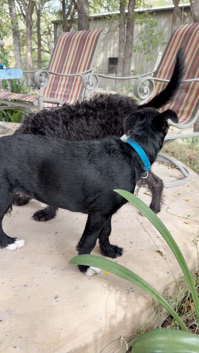 Enlarge Dolly, a Adoption Pending mixed breed in Evans City, PA video 3/6
