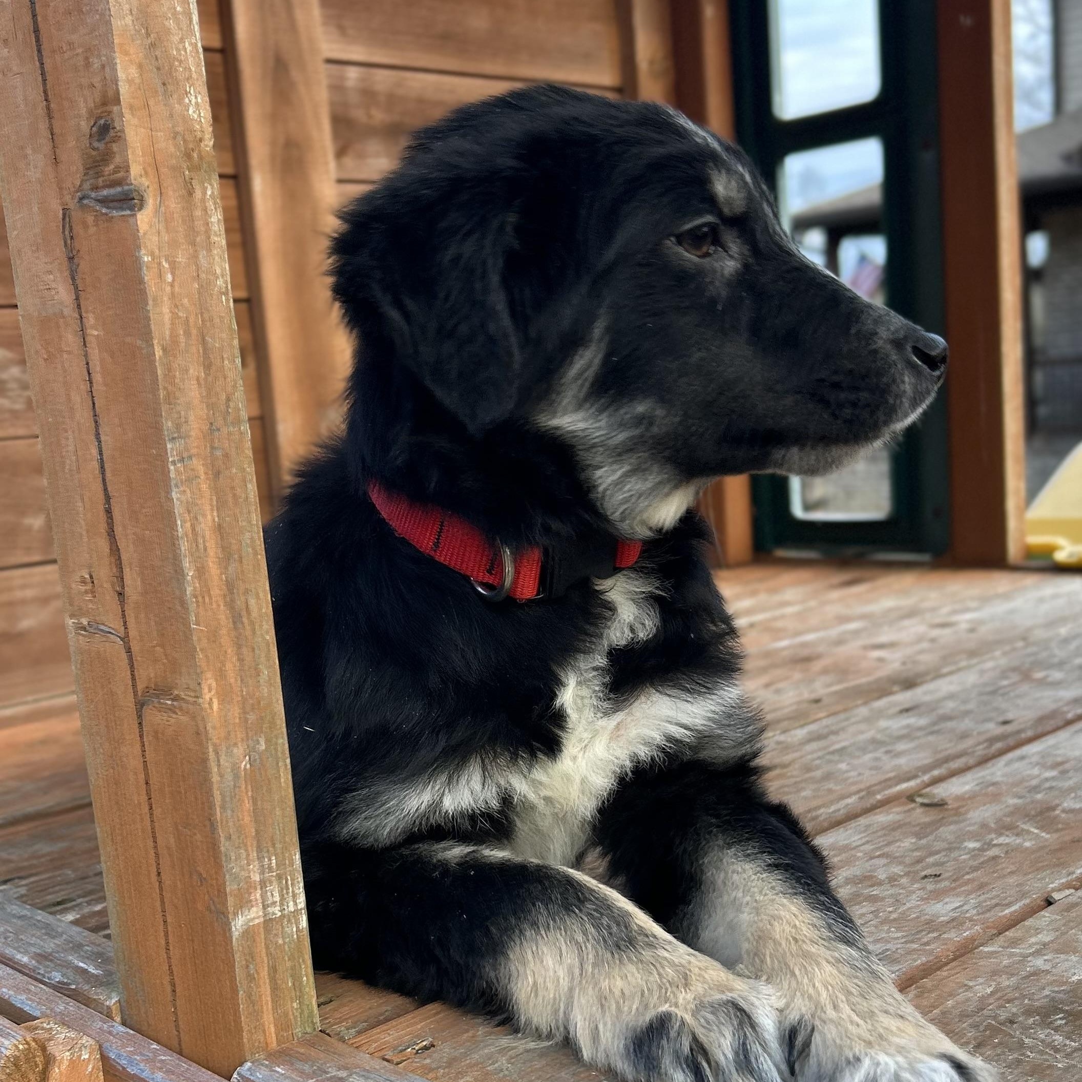 Enlarge Ralphie, a Adoptable mixed breed in Roanoke, VA image 6/6