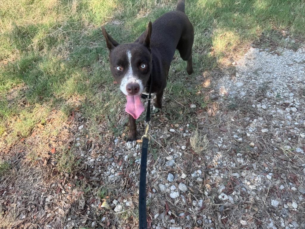 Ava, Adoptable, Young Female Husky & Mixed Breed.