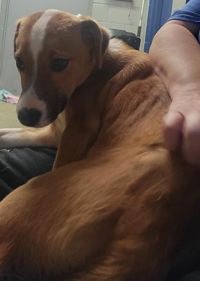 TED 400-25, a Adoptable mixed breed in Cambridge, OH image 1/3