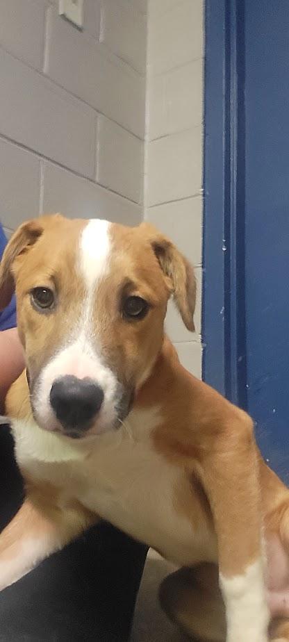 TED 400-25, a Adoptable mixed breed in Cambridge, OH image 2/3