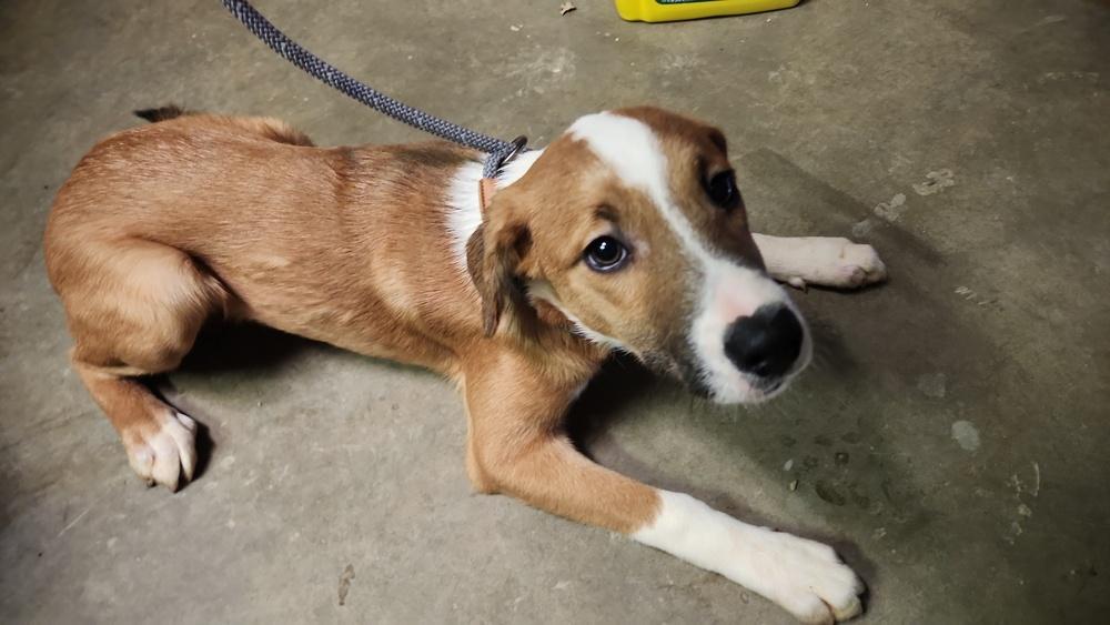 TED 400-25, a Adoptable mixed breed in Cambridge, OH image 3/3