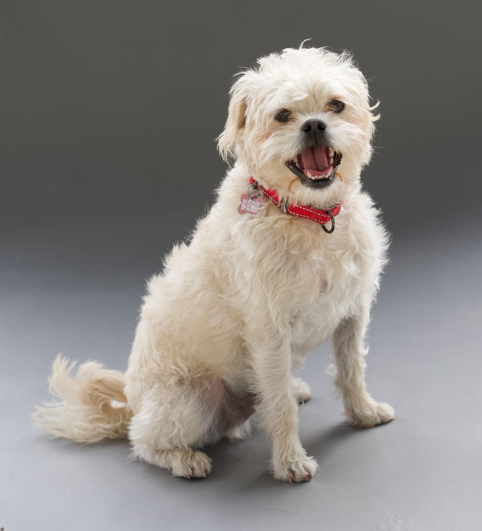 Alf, Adoptable, Adult Male Poodle & Shih Tzu.