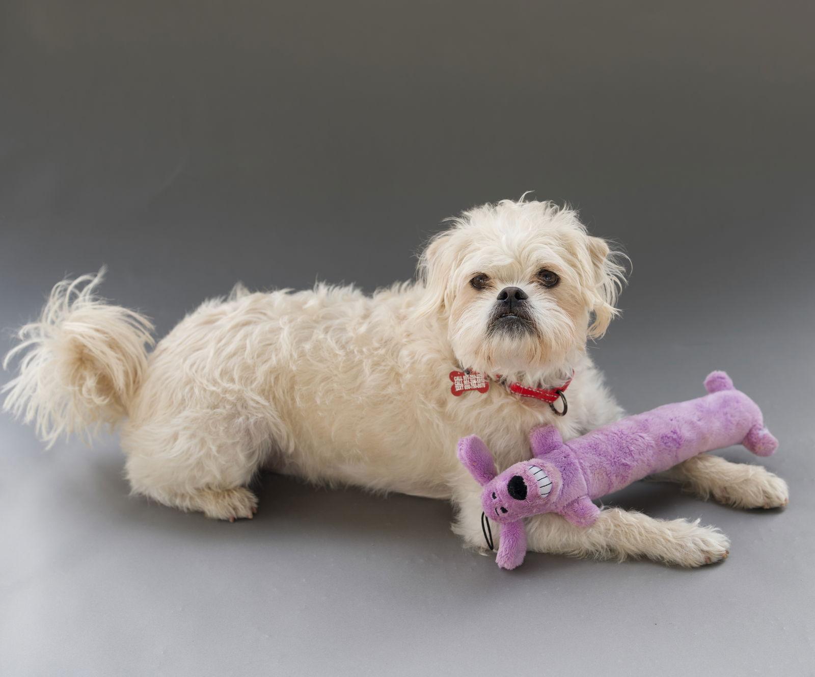 Enlarge Alf, a Adoptable mixed breed in Palo Alto, CA image 2/3