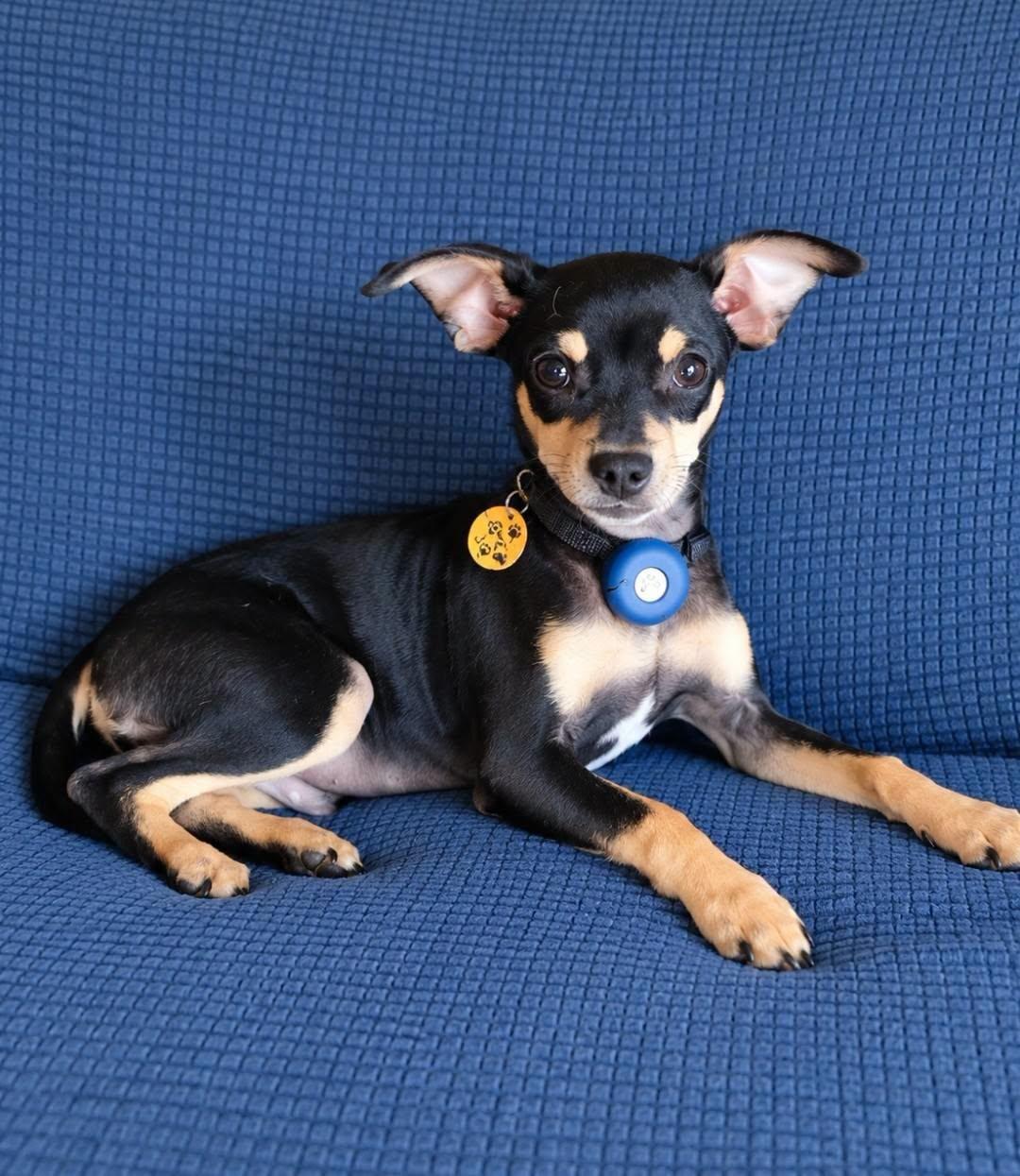 Enlarge Pablo, a Adoptable Miniature Pinscher in Dunnville, ON image 2/3