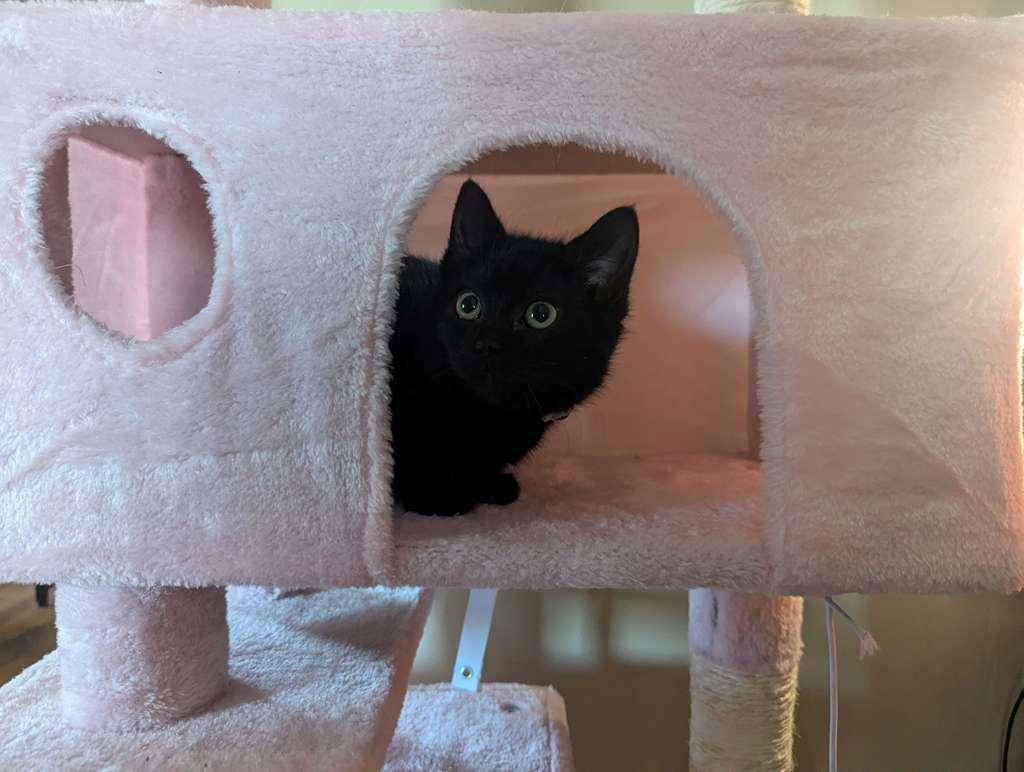 Enlarge Raven, a Adoptable Domestic Short Hair in Kenosha, WI image 2/3