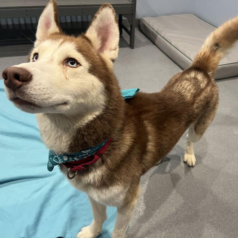 Enlarge Everest, a Adoptable mixed breed in Canal Winchester, OH image 1/4
