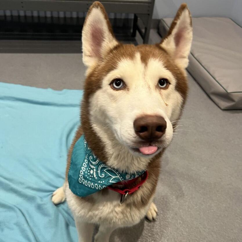 Enlarge Everest, a Adoptable mixed breed in Canal Winchester, OH image 2/4