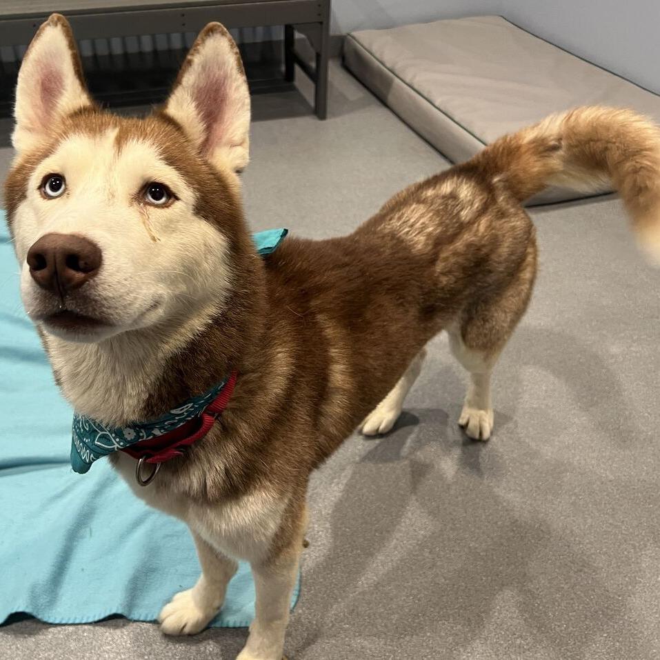 Enlarge Everest, a Adoptable mixed breed in Canal Winchester, OH image 3/4