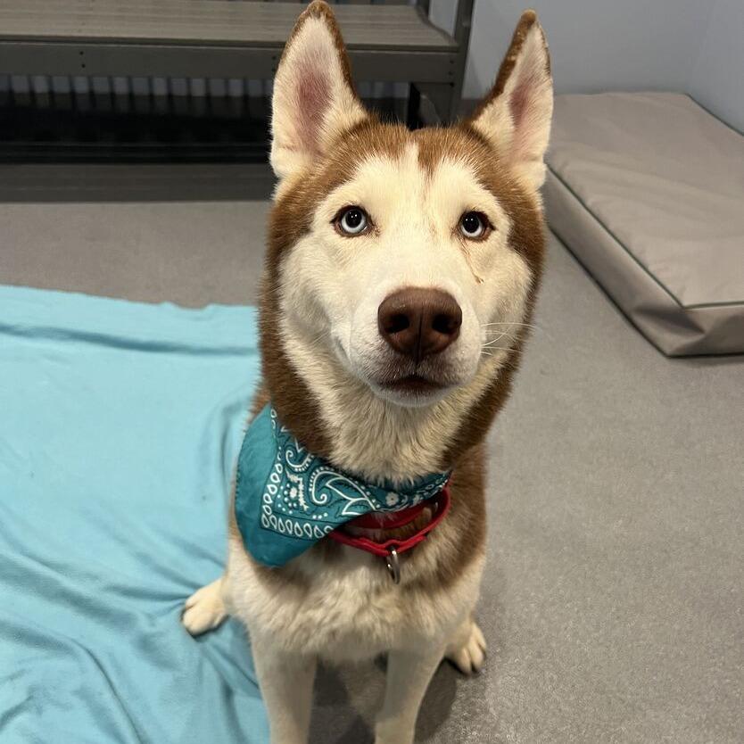 Enlarge Everest, a Adoptable mixed breed in Canal Winchester, OH image 4/4