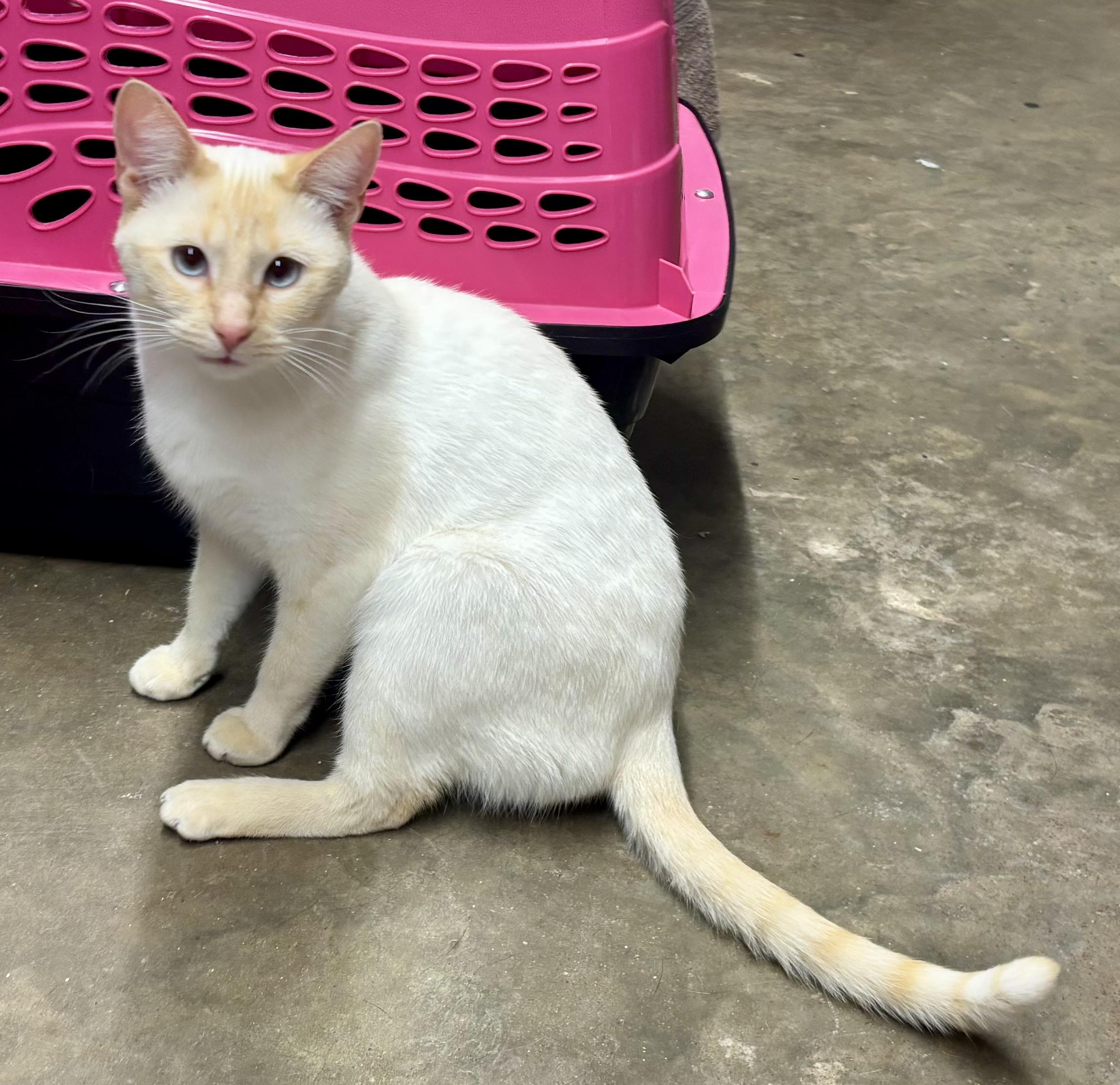Buttercup, a ADOPTABLE Siamese in Melbourne, AR image 4/6
