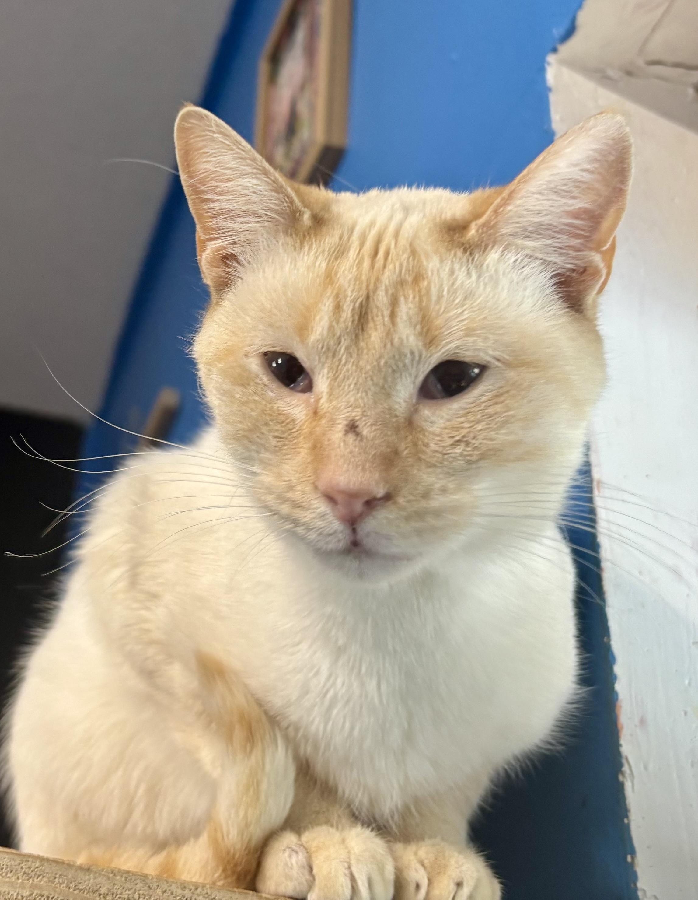 Buttercup, ADOPTABLE, Adult Female Siamese.