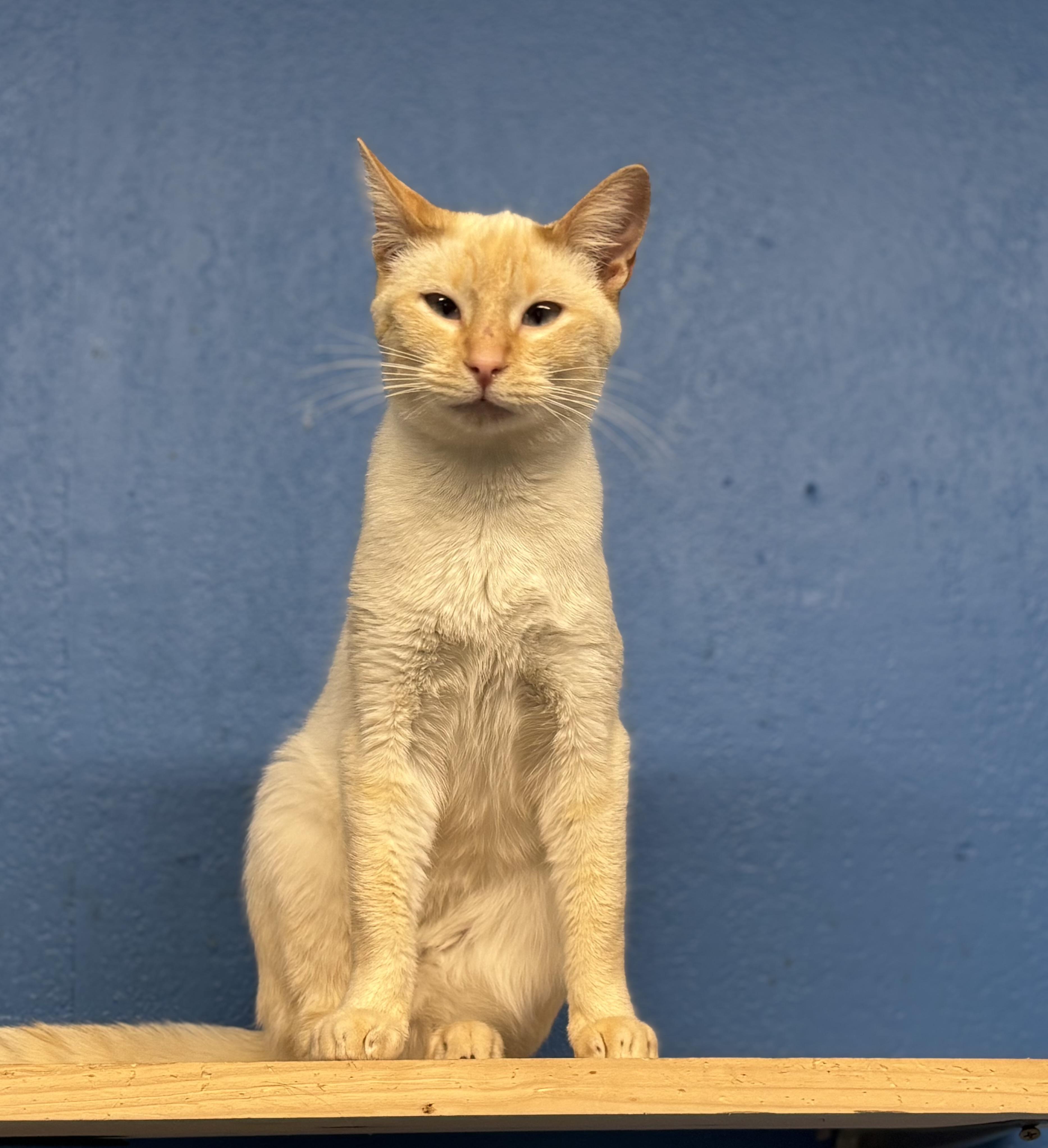 Buttercup, a ADOPTABLE Siamese in Melbourne, AR image 2/6