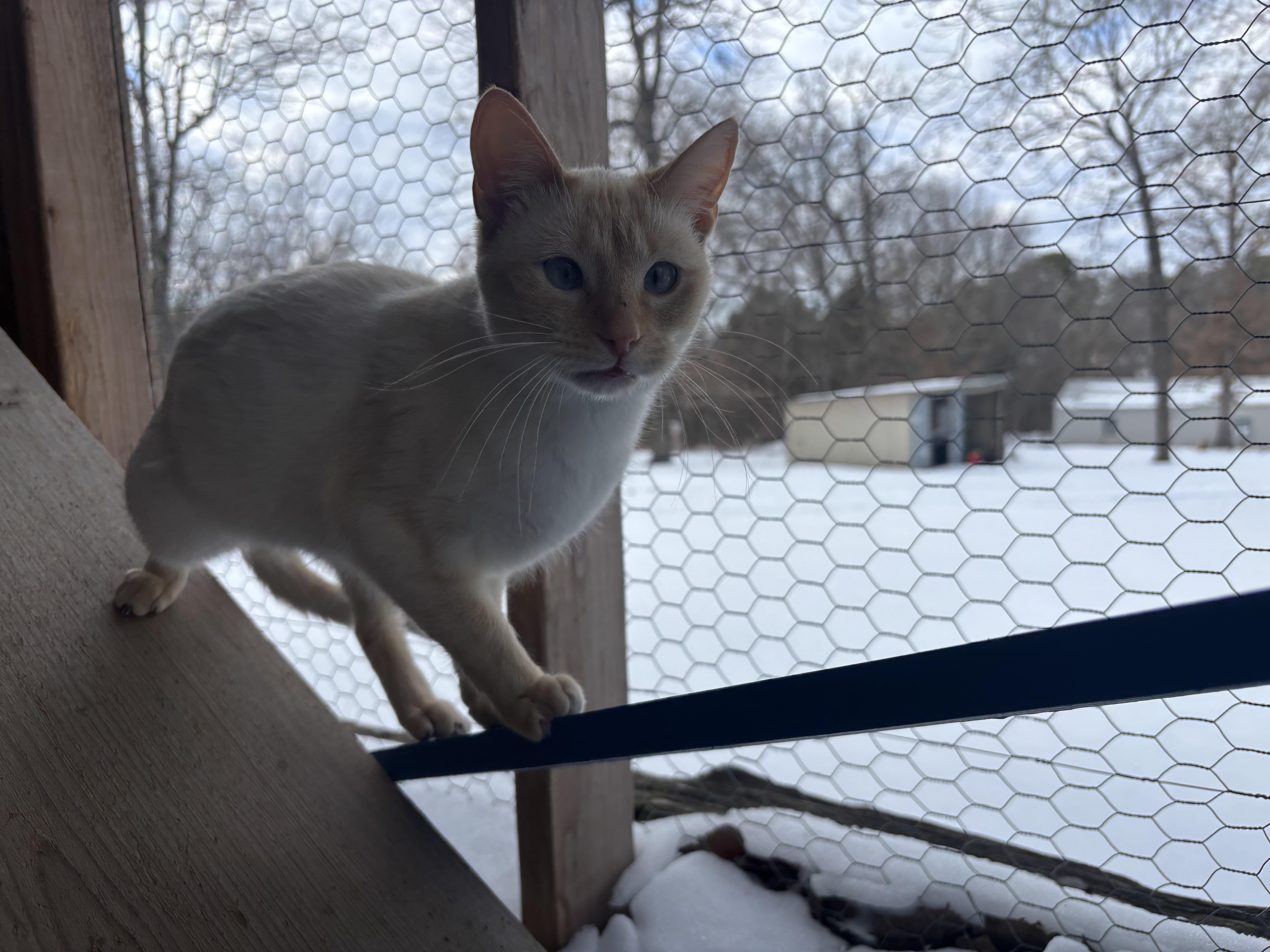 Buttercup, a ADOPTABLE Siamese in Melbourne, AR image 3/6