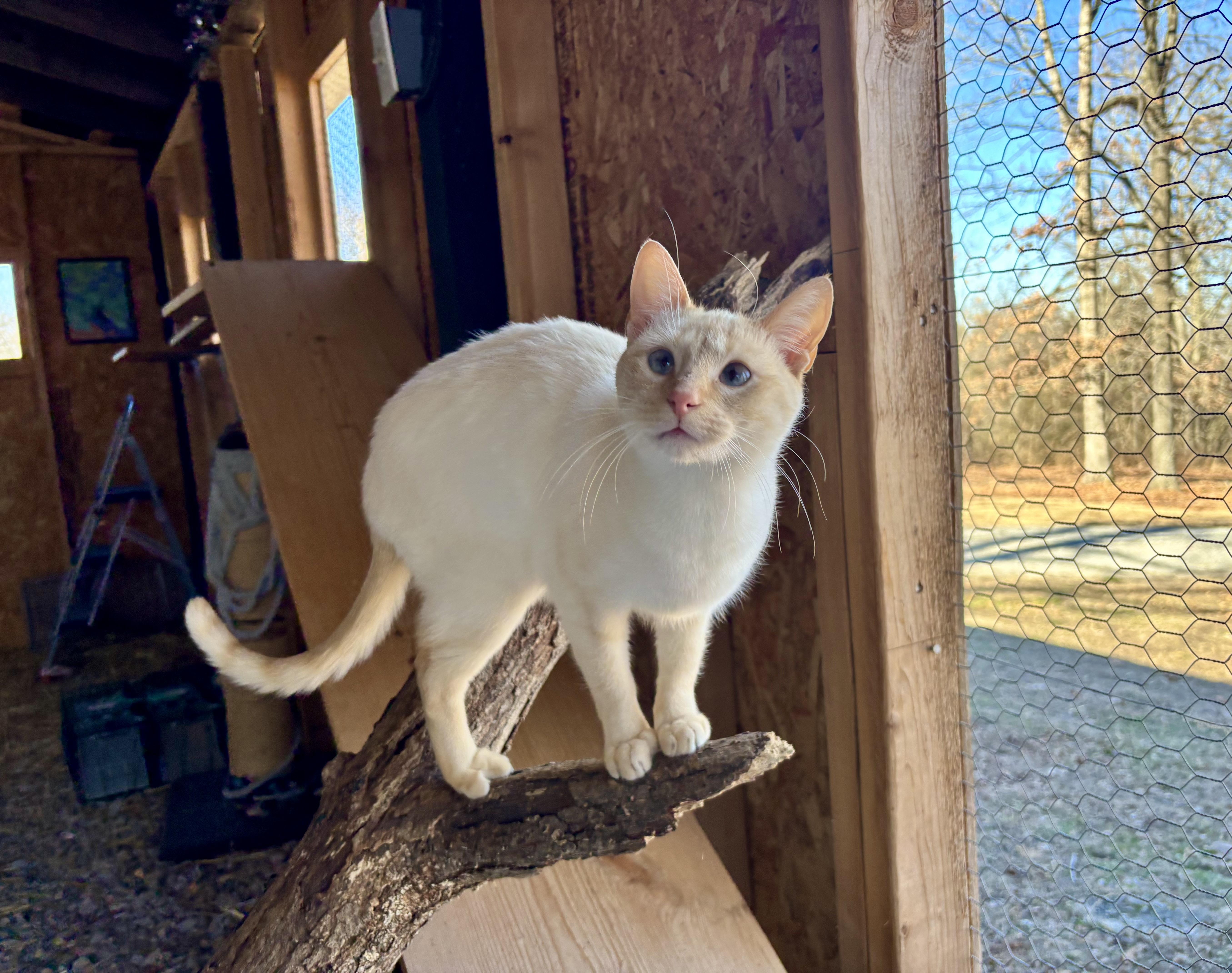 Buttercup, a ADOPTABLE Siamese in Melbourne, AR image 5/6