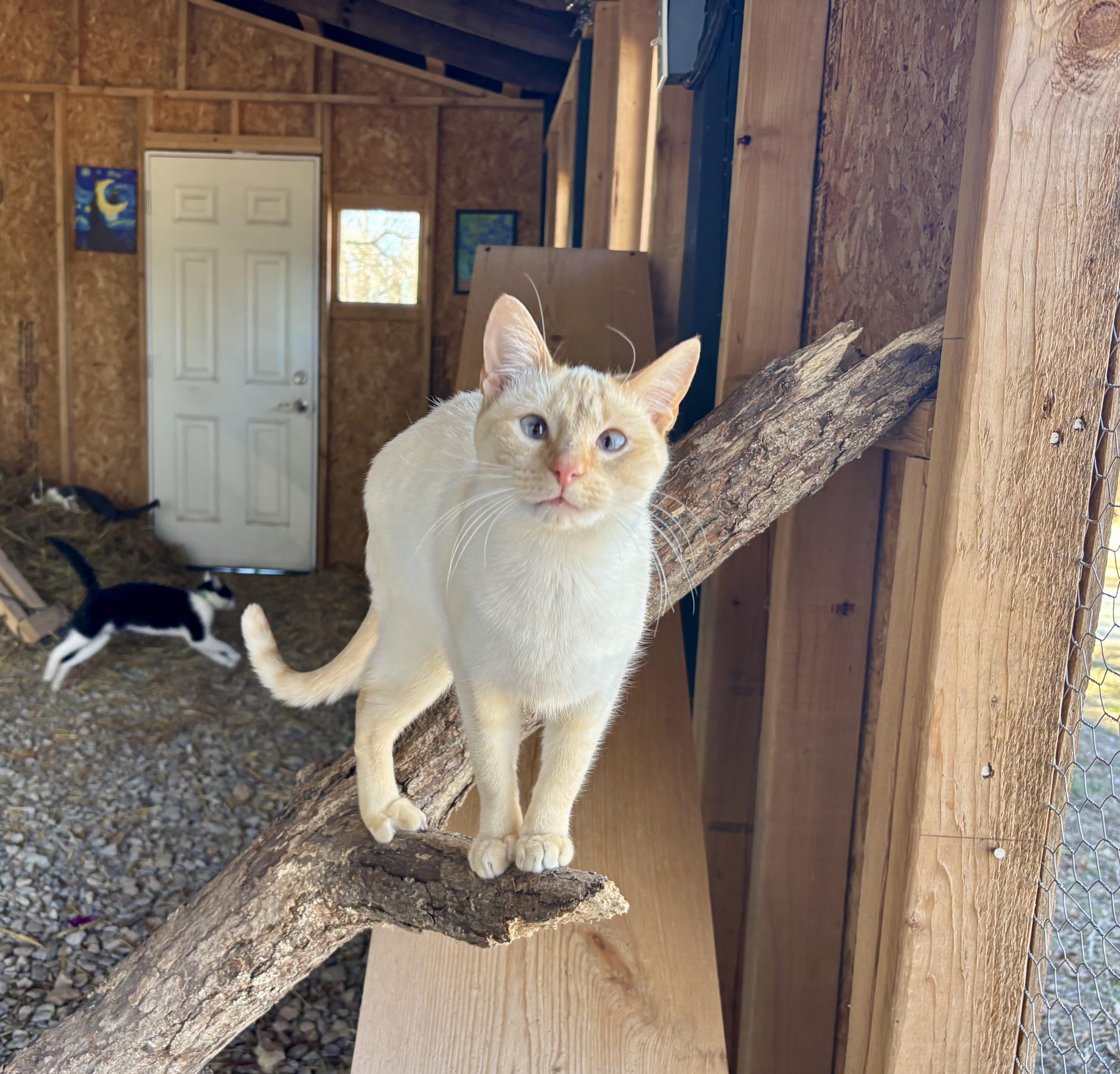 Buttercup, a ADOPTABLE Siamese in Melbourne, AR image 6/6