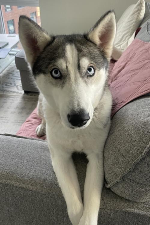 Stormy, Adoptable, Adult Female Husky.