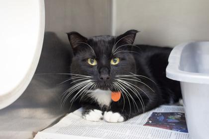 Penguin, Adoptable, Adult Male Domestic Short Hair.