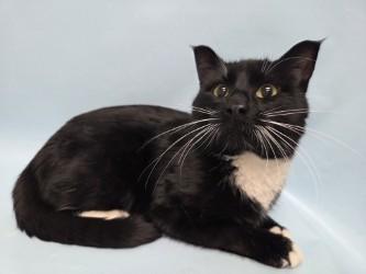 Penguin, Adoptable, Adult Male Domestic Short Hair.