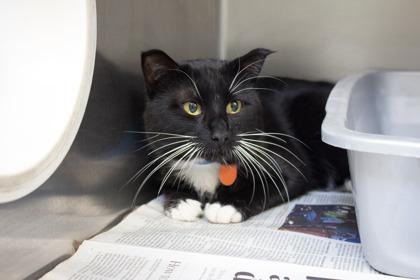 Enlarge Penguin, a Adoptable Domestic Short Hair in Woodbury, MN image 3/3