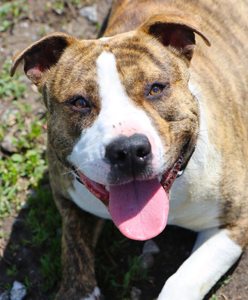 Judy (AO36252), ADOPTABLE, Young Female American Bulldog.