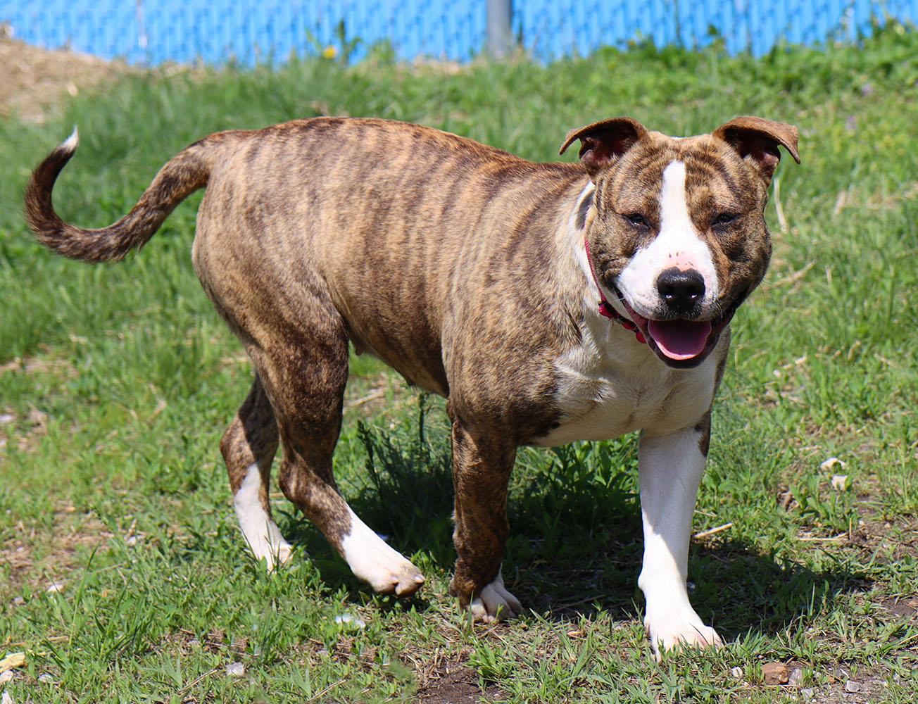 Judy (AO36252), a ADOPTABLE mixed breed in Kansas City, KS image 5/6