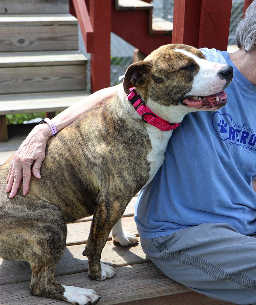 Judy (AO36252), a ADOPTABLE mixed breed in Kansas City, KS image 2/6