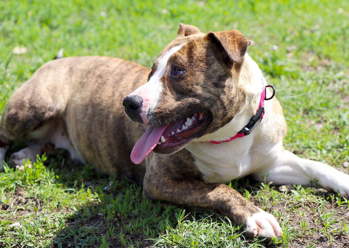 Judy (AO36252), a ADOPTABLE mixed breed in Kansas City, KS image 3/6