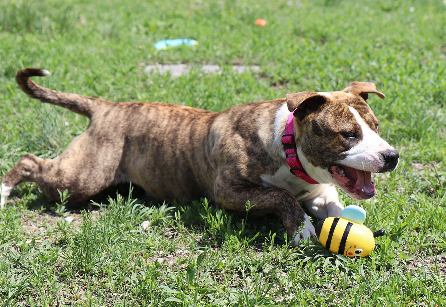 Judy (AO36252), a ADOPTABLE mixed breed in Kansas City, KS image 6/6