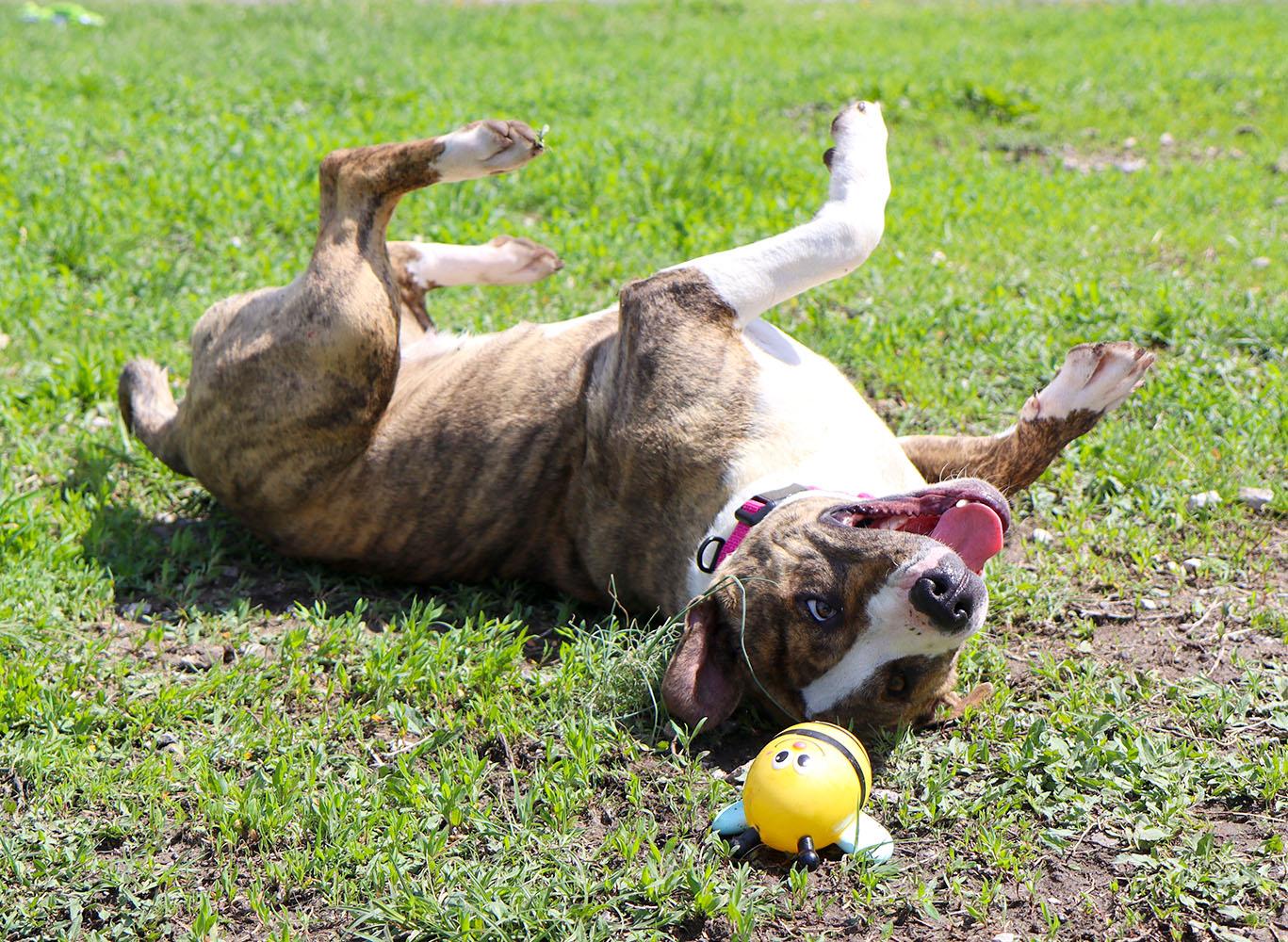 Judy (AO36252), a ADOPTABLE mixed breed in Kansas City, KS image 4/6