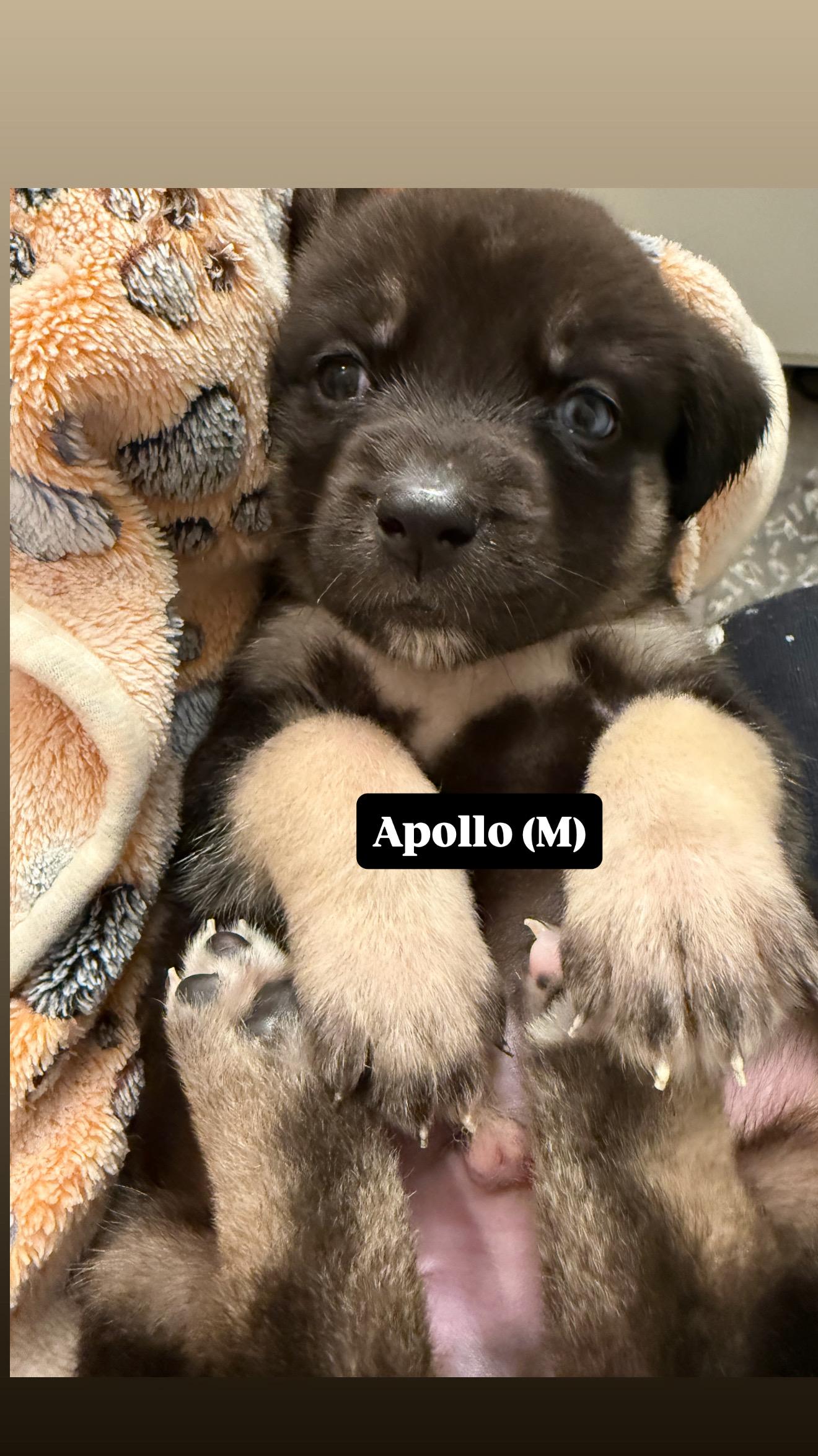 Enlarge Apollo, a Adopted mixed breed in Seattle, WA image 1/3