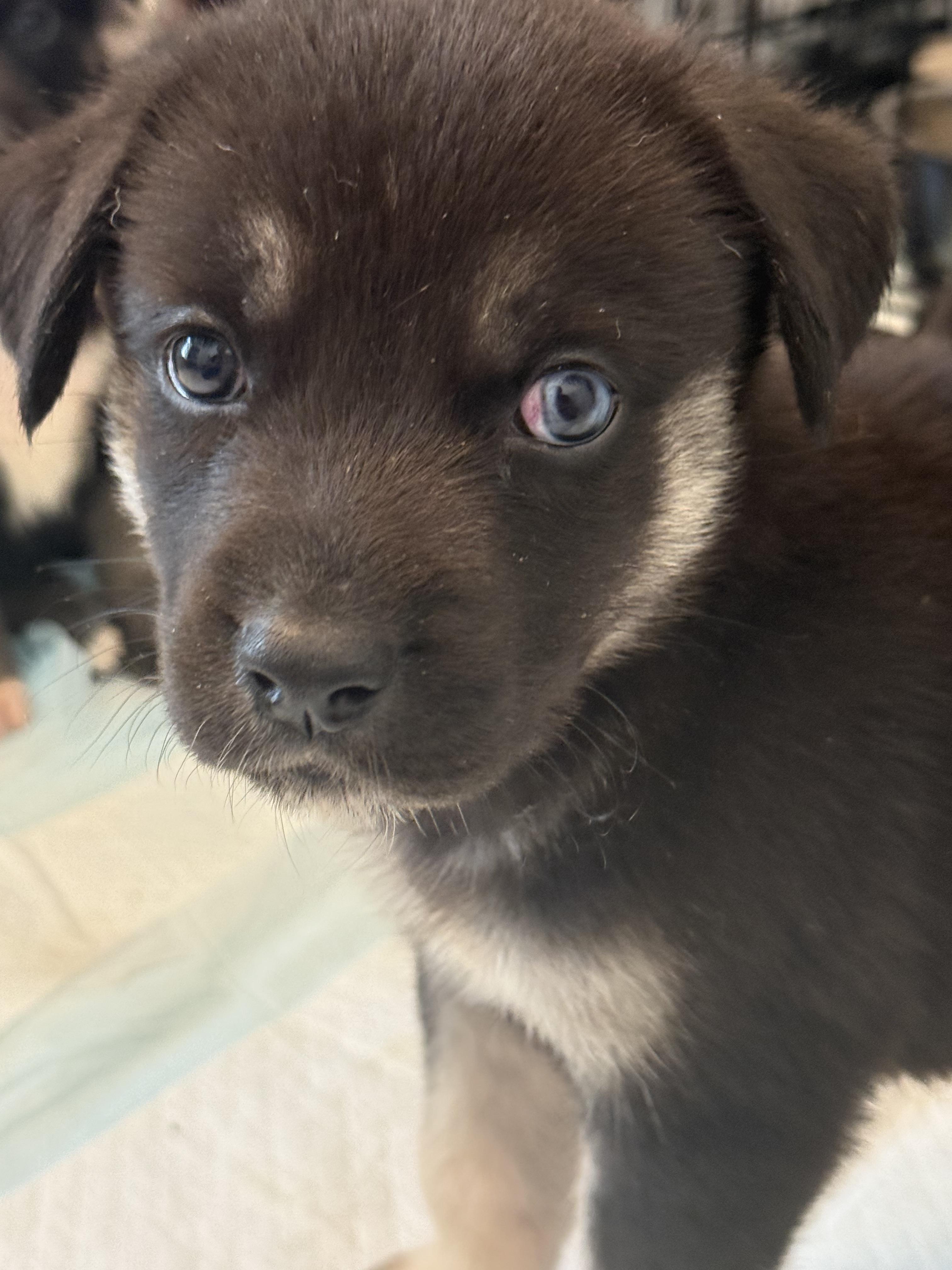 Enlarge Apollo, a Adopted mixed breed in Seattle, WA image 2/3