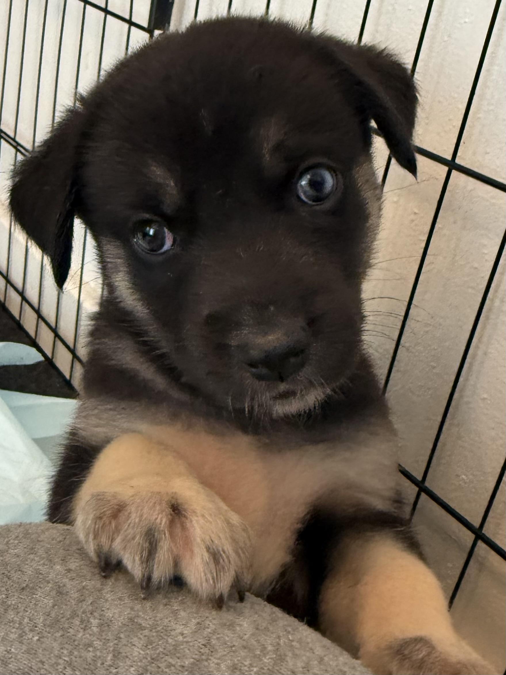 Enlarge Apollo, a Adopted mixed breed in Seattle, WA image 3/3