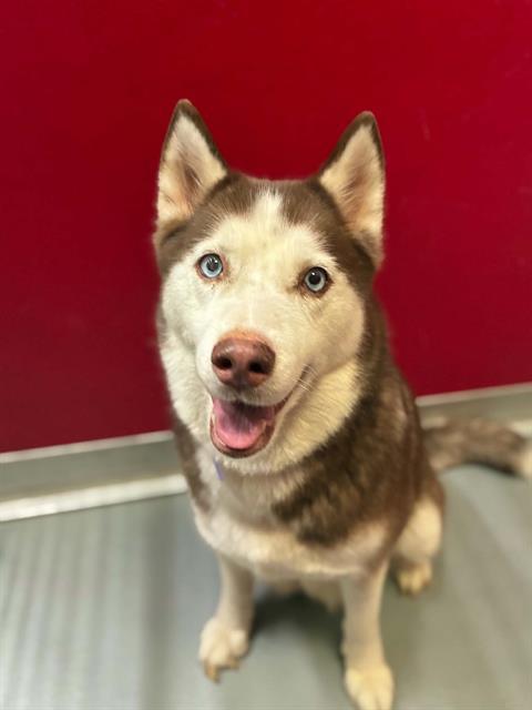 SPRITE, Adoptable, Adult Female Siberian Husky & Mixed Breed.